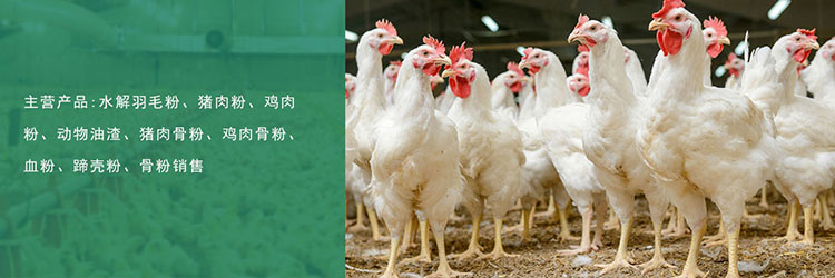 手機(jī)網(wǎng)站